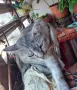 Сив Таби котарак търси дом, снимка 1