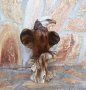 Декоративна фигура- Белоглав орел, снимка 1