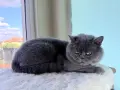 Британско късокосместо коте момче, снимка 11
