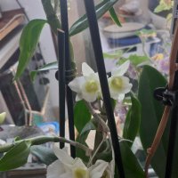 Красиви орхидеи , снимка 6 - Стайни растения - 32936807