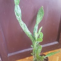 Мексикански кактус, снимка 1 - Стайни растения - 25787373