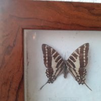  Пано с истински пеперуди в рамка 47х23 см, снимка 9 - Пана - 34871203