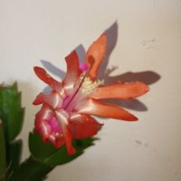 Коледниче ЖЪЛТО,оранжево,бяло,розово,цикламено,червено, снимка 3 - Стайни растения - 31354031