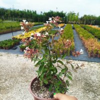 Абелия Грандифлора Прострата, Аbelia Grandiflora Prostrata!!!, снимка 6 - Градински цветя и растения - 42224460