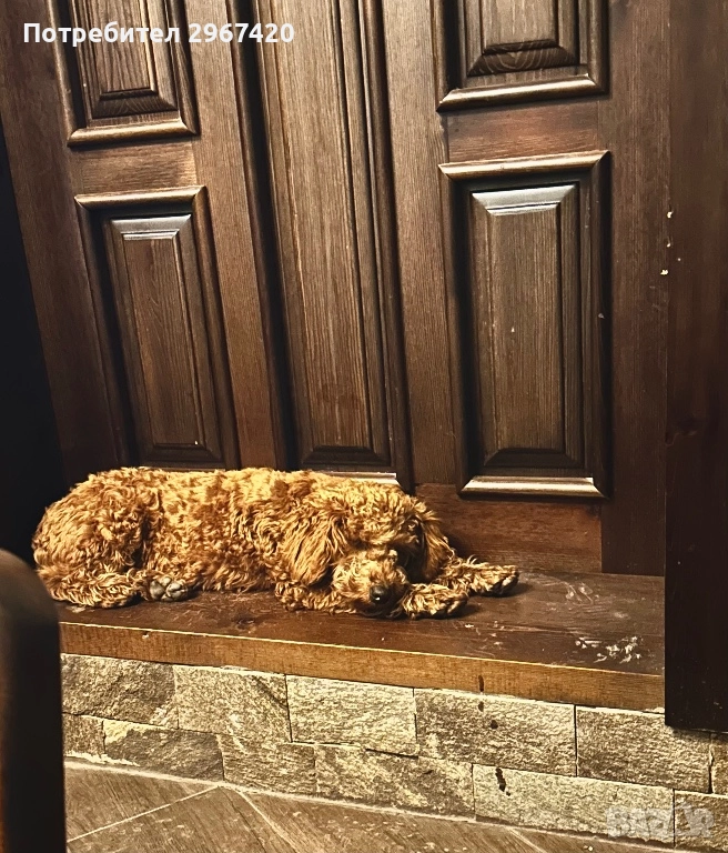 Пудел Той……., снимка 1