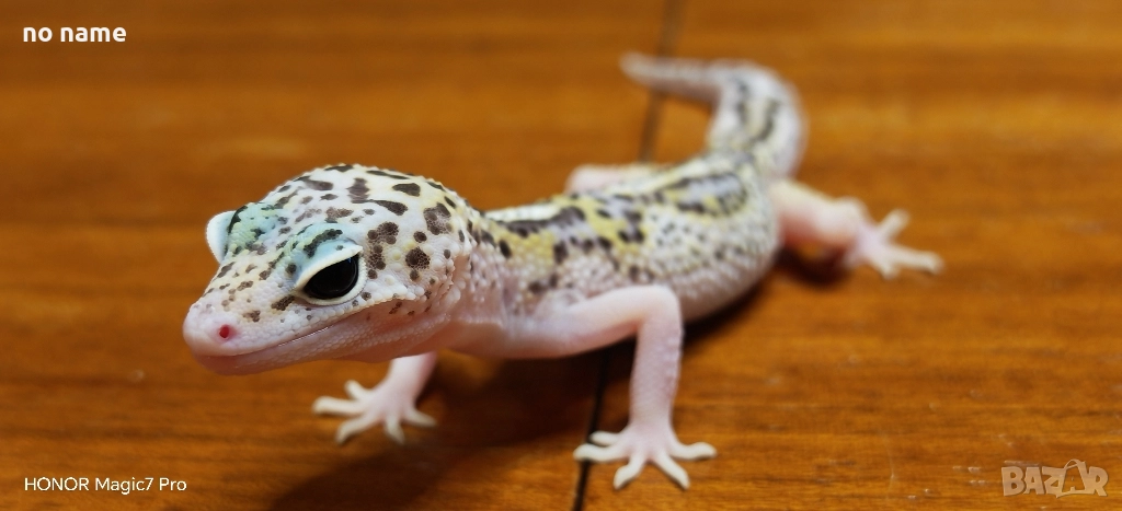 Леопардов гекон (Eublepharis macularius) , снимка 1