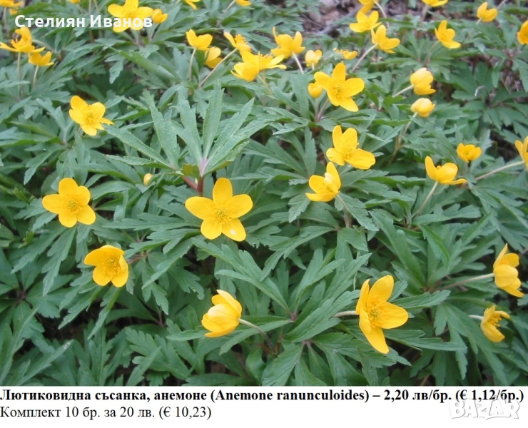 Лютиковидна съсанка, анемоне (Anemone ranunculoides) – коренище, снимка 1