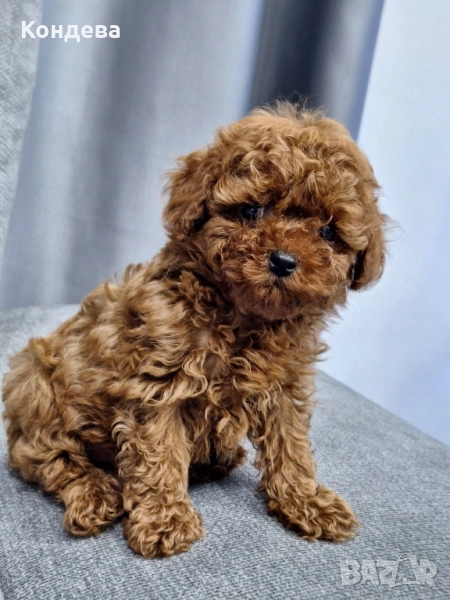 Тийкъп пудел/Той пудел , снимка 1