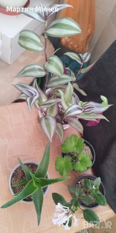 Комплект пет цветя за 20 лв., снимка 1