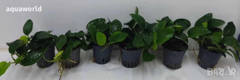 "ПРОМОЦИЯ" Анубиас нана биг, снимка 1
