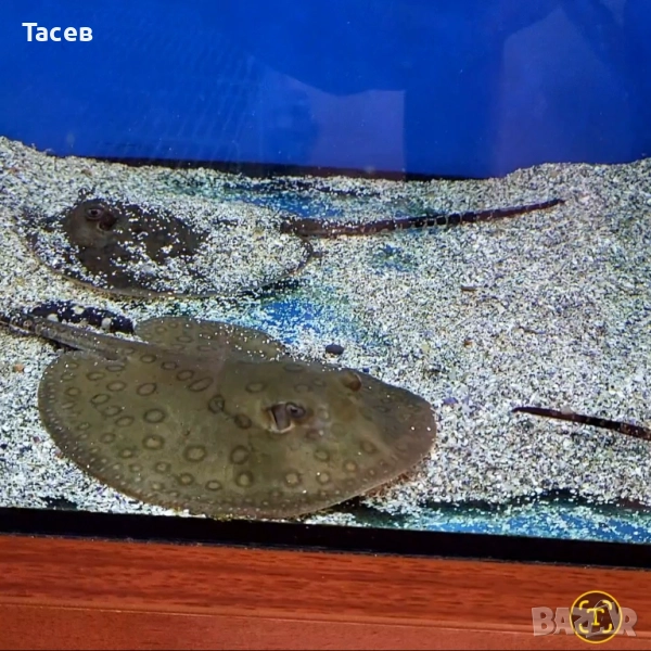 Скат моторо 9см, снимка 1