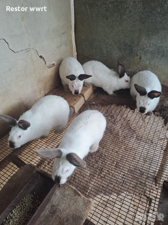 Зайци Калифорниец, снимка 1