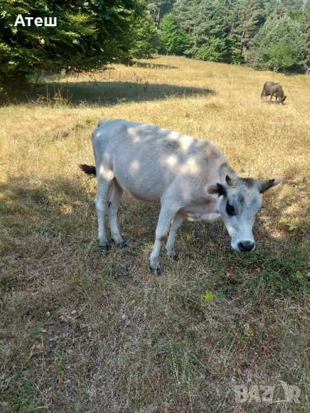 крави телета юници , снимка 1