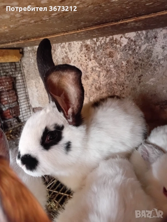 Мъжки зайци , снимка 1