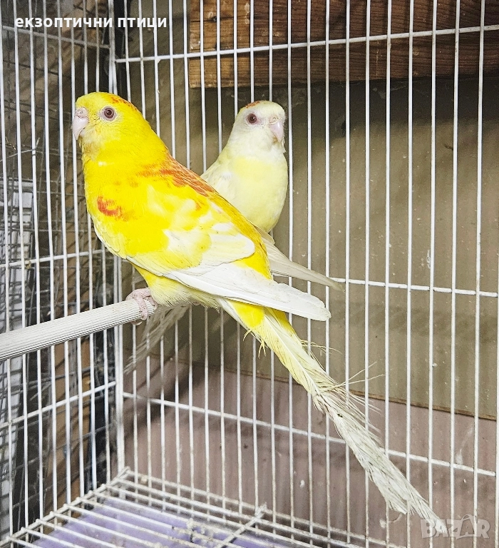 Продавам Пойни Папагали , снимка 1