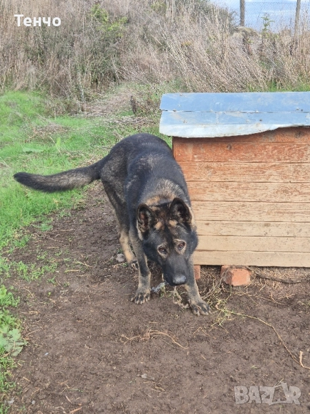 Немска овчарка Сивак за разплод, снимка 1