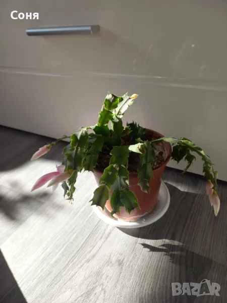 Коледниче , снимка 1