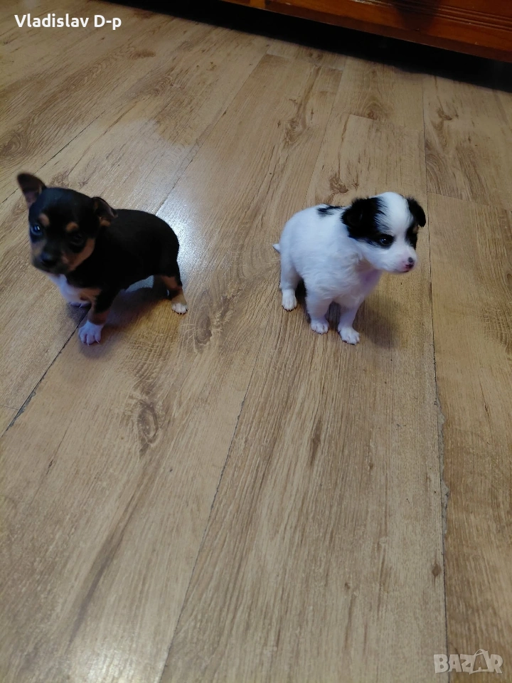 пинчер чихуахуа, снимка 1