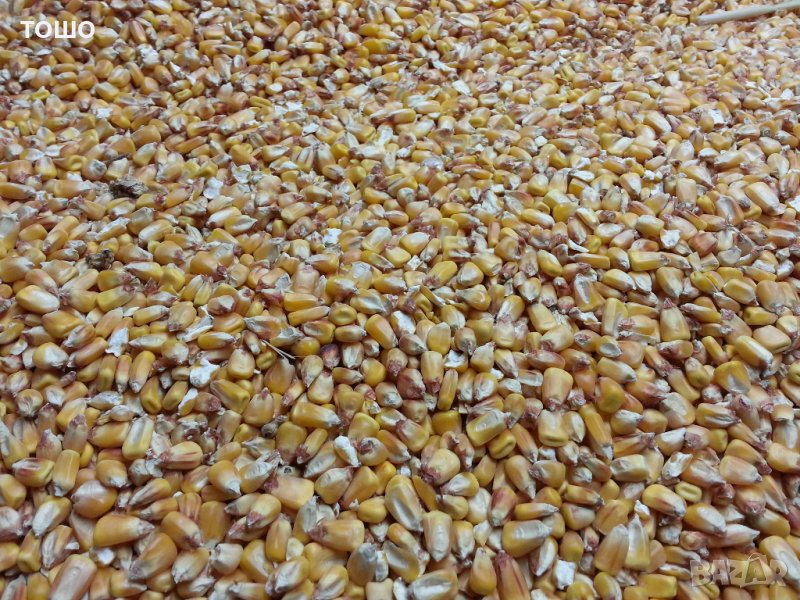 фуражна царевица , снимка 1