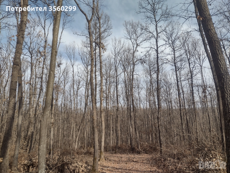 Гора за продан стояща с позволително 120 кубика и 8 Д с земята, снимка 1