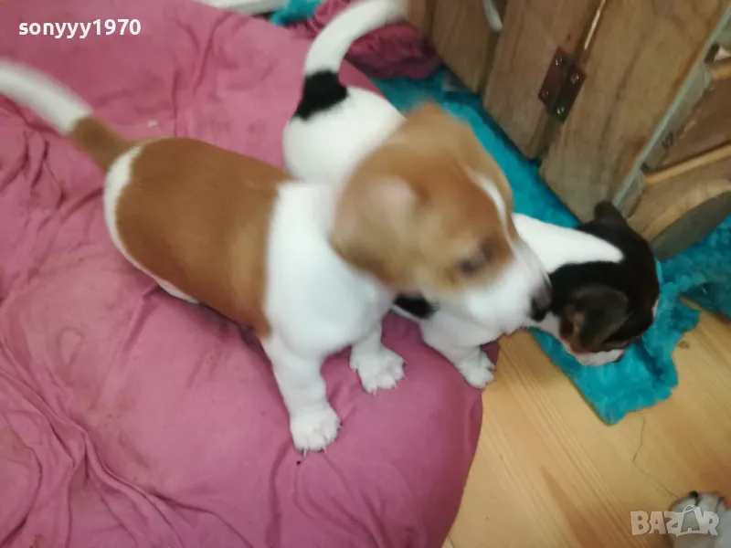 ДЖАК РЪСЕЛ ТЕРИЕР-БЕБЕТА РОДЕНИ НА 19-ТИ ДЕКЕМВРИ 0202251953, снимка 1