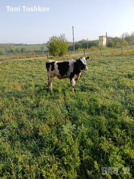 продавам мъжко теле, снимка 1