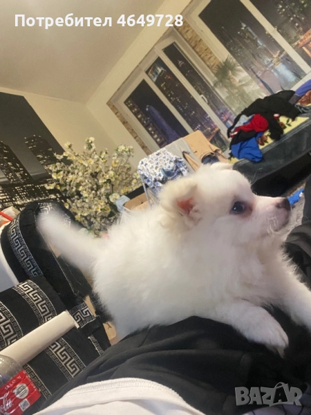 Померан, снимка 1