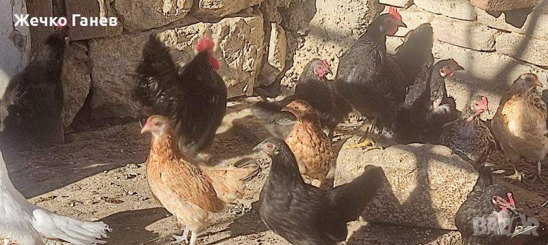 Декоративни кокошки, снимка 1