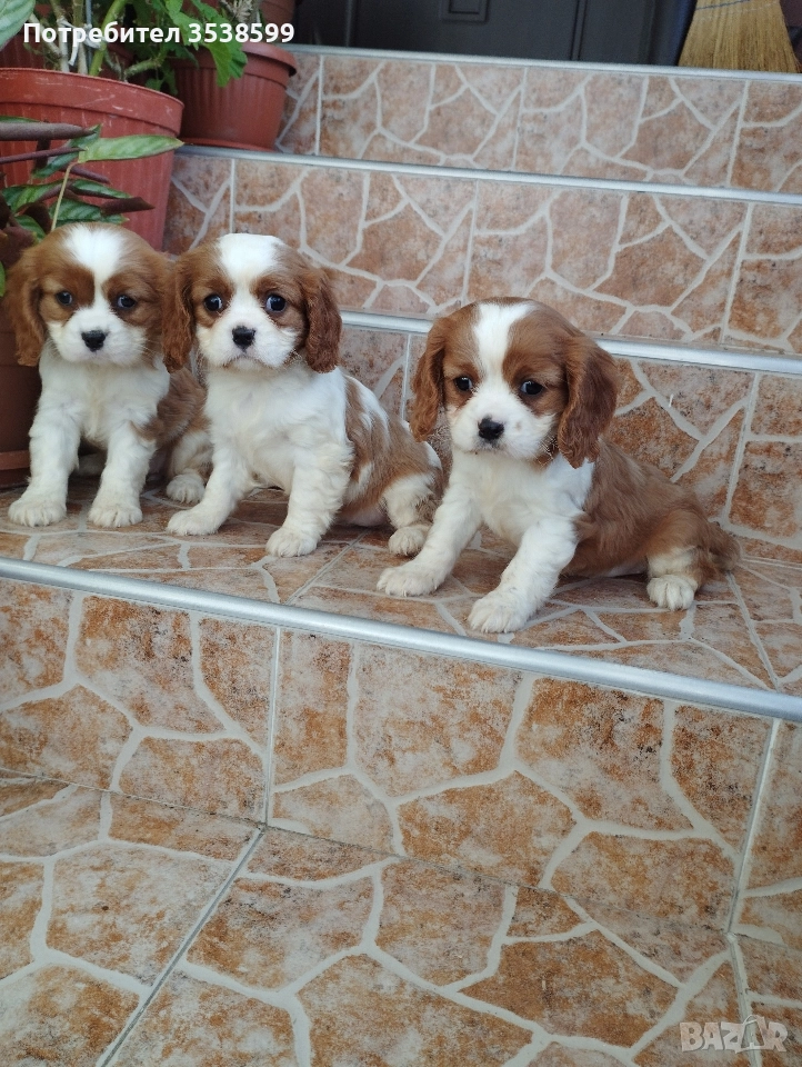 Кавалер Кинг Чарлз Шпаньол , снимка 1