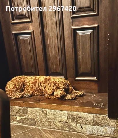 Пудел Той…….