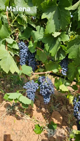 Продавам грозде Сира и Каберне Фран, снимка 2 - Домашни продукти - 55908657