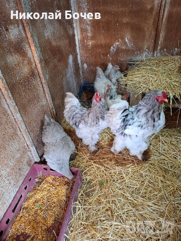 Яица за люпене от Кохен ,Брама,Орпингтон и Копринки, снимка 9 - други­ - 53056688