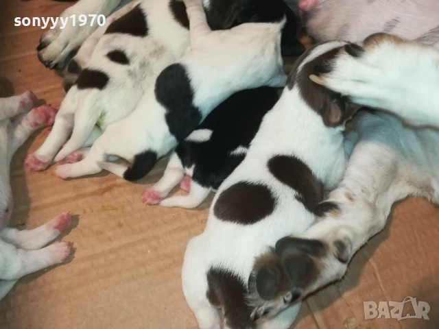 ДЖАК РЪСЕЛ-250ЛВ ЗА КУТРЕ 1808250845, снимка 10 - Джак ръсел териер - 51398645