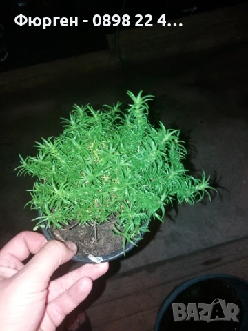 Флокс субулата (Phlox subulata) – пълзящ флокс, снимка 7 - Разсади - 37605672