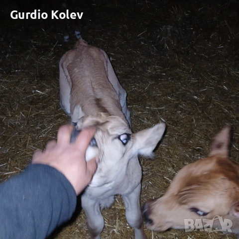 Телета , снимка 8 - Крави - 54015785