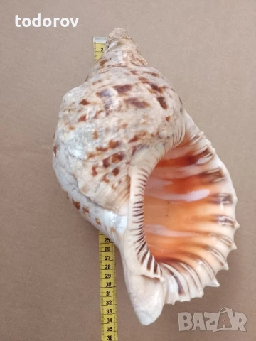 Раковина , снимка 2 - Декорация за дома - 50679806