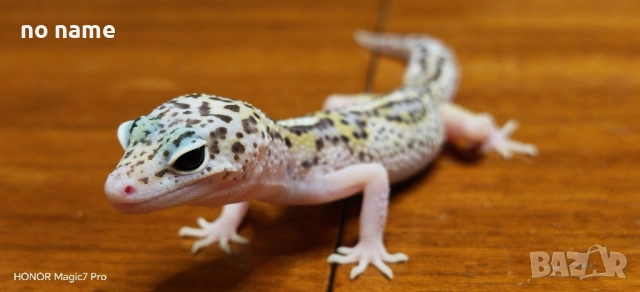 Леопардов гекон (Eublepharis macularius) 