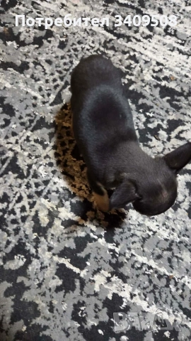 свободно пинчерче, снимка 2 - Пинчер - 54295737