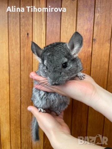 Чинчили , снимка 3 - Чинчили - 54325329