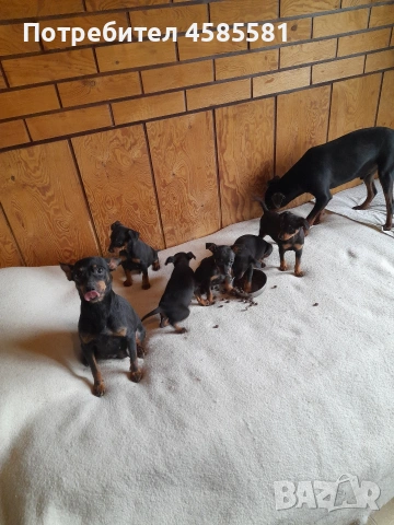 Сърнисти пинери, снимка 8 - Пинчер - 52995417