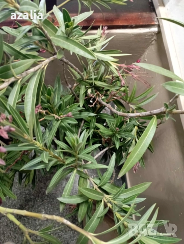 2 бр. олеандри/закуми/, снимка 2 - Стайни растения - 52625229