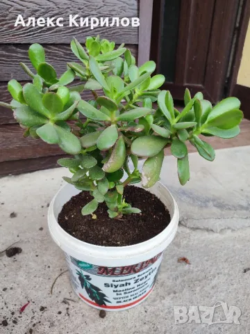 Дебела Мара(Парично дърво),Дървото на живота, снимка 3 - Стайни растения - 44581625