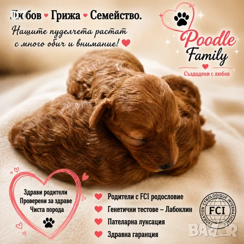 Той пудел априкот момченце-FCI, GENETIC,PL, снимка 3 - Пудели - 55895025