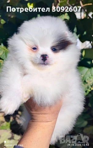Померанче момче , снимка 6 - Померан - 52230751