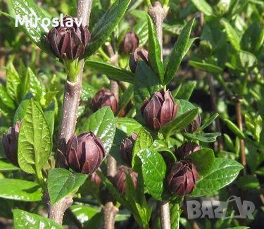 Каликантус, снимка 7 - Градински цветя и растения - 54041573