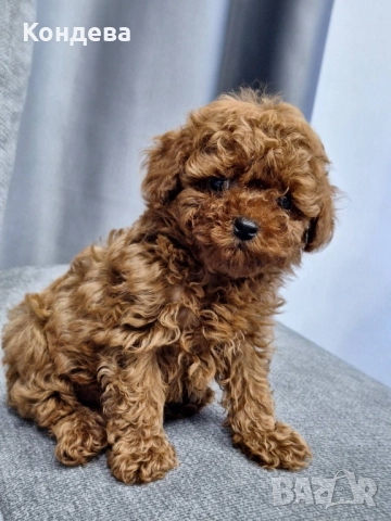 Тийкъп пудел/Той пудел 