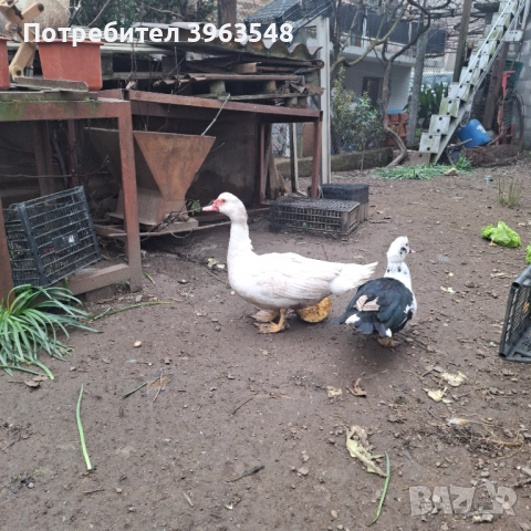 Чифт неми патици, снимка 2 - Патици и гъски - 52874596