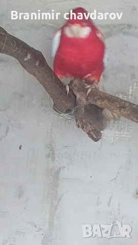 продавам папагали , снимка 7 - Папагали - 48108452