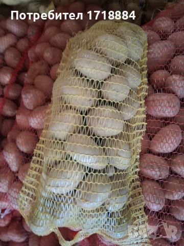 Картофи Сорая, снимка 1