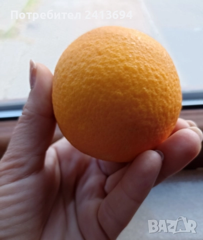 портокал "Валенсия", снимка 8 - Други стоки за дома - 51537842
